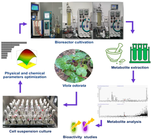 A rationally optimised batch bioreactor cultivation of Viola odorata plant cells for sustainable production of its key bioactive principles