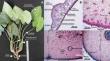 Identification and micropropagation of Homalomena pendula, an endangered medicinal plant