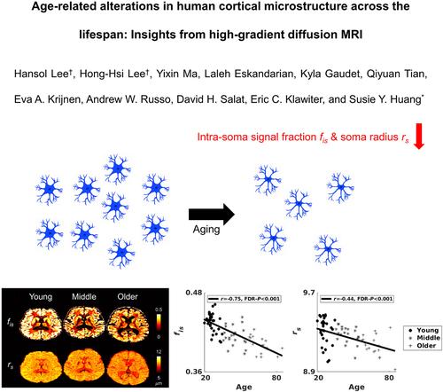 Age-related alterations in human cortical microstructure across the lifespan: Insights from high-gradient diffusion MRI