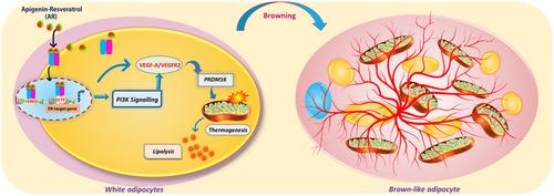 Combinatorial effect of Apigenin-resveratrol on white adipocyte plasticity and trans-differentiation for activating lipid metabolism.