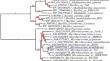 In silico and experimental characterization of a new polyextremophilic subtilisin-like protease from Microbacterium metallidurans and its application as a laundry detergent additive