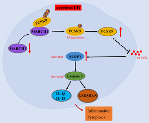 E3 ubiquitin ligase MARCH1 reduces inflammation and pyroptosis in cerebral ischemia-reperfusion injury via PCSK9 downregulation.