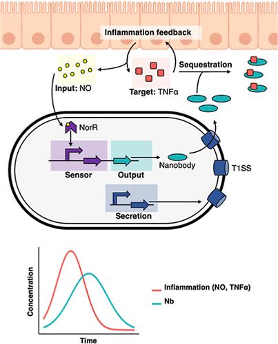 Engineering a Novel Probiotic Toolkit in <i>Escherichia coli</i> <i>Nissle 1917</i> for Sensing and Mitigating Gut Inflammatory Diseases.