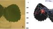 Studying foraging behavior to improve bait sprays application to control Drosophila suzukii.