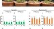 Sargassum tenerrimum extract reduces Sclerotium rolfsii stem rot disease in peanut by modulating physio-biochemical responses