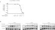 ALK5/VEGFR2 dual inhibitor TU2218 alone or in combination with immune checkpoint inhibitors enhances immune-mediated antitumor effects.