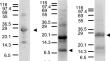 Lectin from edible seaweed Meristotheca papulosa exhibits a high digestion-resistant property