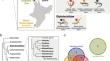 The radiation of New Zealand's skinks and geckos is associated with distinct viromes.