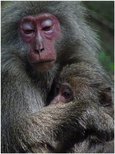 Maternal rejection but not protectiveness predicts juvenile Japanese macaque behavior without direct maternal influence