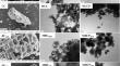 The effect of carbon coating on the arsenite sorption by magnetic carbon nanocomposites