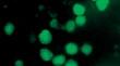 Apolipoprotein A-I as a Transport Alternative of Green Fluorescent Protein GFP Gene in Rat Hepatocytes