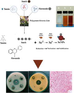 Polygonum bistorta Linn. as a green source for synthesis of biocompatible selenium nanoparticles with potent antimicrobial and antioxidant properties.