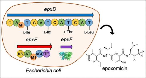 Heterologous Expression of Epoxomicin in <i>Escherichia coli</i>.