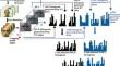 Spatio-temporal Weber Gradient Directional feature for visual and audio-visual phrase recognition systems