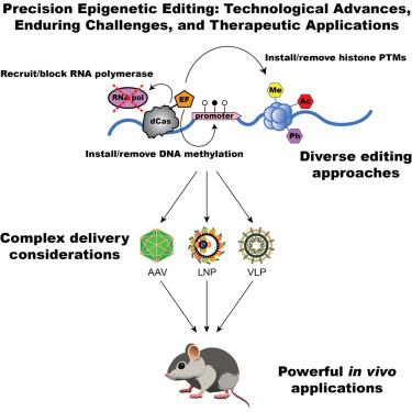 Precision epigenetic editing: Technological advances, enduring challenges, and therapeutic applications