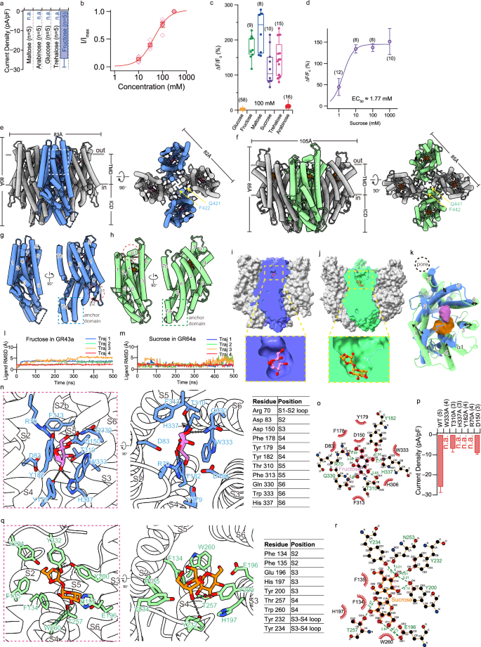 Structure basis for sugar specificity of gustatory receptors in insects.