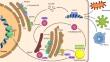 cGAS-STING pathway in systemic lupus erythematosus: biological implications and therapeutic opportunities.