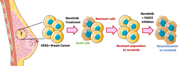 Peptidylarginine deiminase 3 modulates response to neratinib in HER2 positive breast cancer.