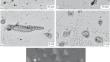 On the Effect of Heating of Two-Phase Alloyed Brasses on Morphological Peculiarities of Intermetallic Inclusions