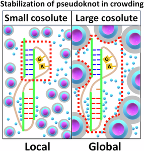 Contrasting effect of different crowding agents on pseudoknot RNA stability