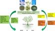 Prospects of phosphate solubilizing microorganisms in sustainable agriculture.