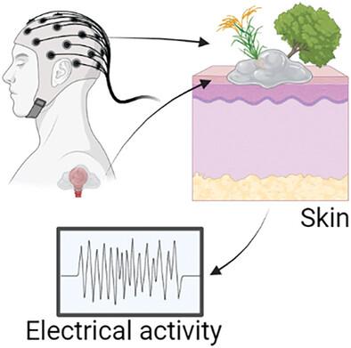 Non‐Conductive and Conductive Washable Amylopectin‐Mastic Gum Adhesives for On‐Skin Applications