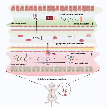 Disturbances of the gut microbiota-derived tryptophan metabolites as key actors in vagotomy-induced mastitis in mice.