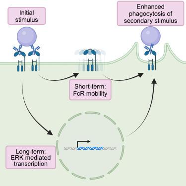 Prior Fc receptor activation primes macrophages for increased sensitivity to IgG via long-term and short-term mechanisms