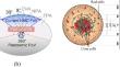 Modeling the non-uniform retinal perception for viewport-dependent streaming of immersive video