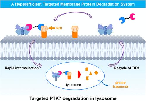 An Aptamer Glue Enables Hyperefficient Targeted Membrane Protein Degradation