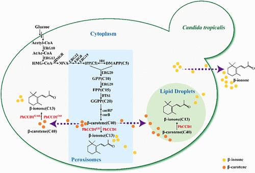 Metabolic Engineering of <i>Candida tropicalis</i> for the <i>De Novo</i> Synthesis of β-Ionone.
