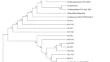 Characterization of susceptibility patterns and adaptability of the newly emerged Candida auris.