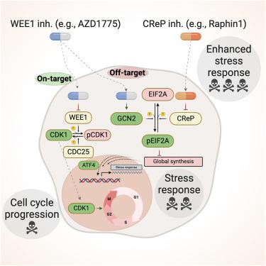 GCN2 is a determinant of the response to WEE1 kinase inhibition in small-cell lung cancer.