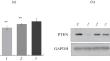 PTEN Knockout Causes Premature Senescence of Human Endometrial Stromal Cells