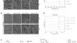 Anti-inflammatory potential of casein enzymatic hydrolysate/gelatin methacryloyl scaffolds for vital pulp therapy.