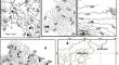 Transect-scale controlling factors for soil microbial biomass carbon