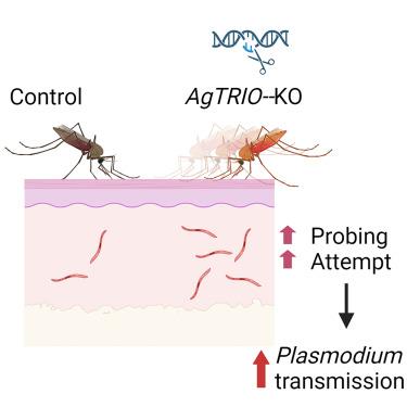 Anopheles gambiae lacking AgTRIO probe inefficiently on a mammalian host.