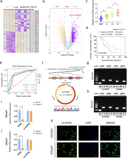 CircVPS8 promotes the malignant phenotype and inhibits ferroptosis of glioma stem cells by acting as a scaffold for MKRN1, SOX15 and HNF4A