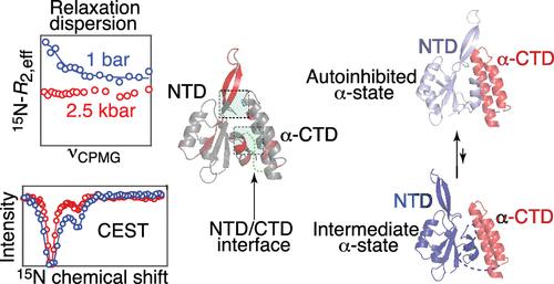 A Transient, Excited Species of the Autoinhibited α-State of the Bacterial Transcription Factor RfaH May Represent an Early Intermediate on the Fold-Switching Pathway.