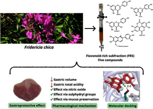 Gastroprotective role of a flavonoid-rich subfraction from Fridericia chica (Bonpl.) L. G. Lohmann: a medicinal plant used in the Amazon region.