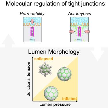 Tight junctions control lumen morphology via hydrostatic pressure and junctional tension