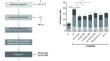 The caspase-inhibitor Emricasan efficiently counteracts cisplatin- and neomycin-induced cytotoxicity in cochlear cells.