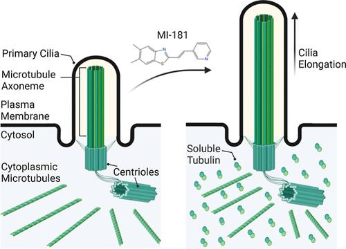 MI-181 Modulates Cilia Length and Restores Cilia Length in Cells with Defective Shortened Cilia.
