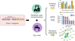 Prevalence of class 1 integron and its gene cassettes carrying antibiotic resistance genes in drinking water treatment and distribution systems