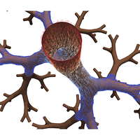 Curvature-driven transport of thin Bingham fluid layers in airway bifurcations