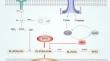 Ferroptosis in Cognitive Impairment Associated with Diabetes and Alzheimer's Disease: Mechanistic Insights and New Therapeutic Opportunities.