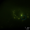 Bright spatially coherent beam from carbon-nanotube fiber field-emission cathode