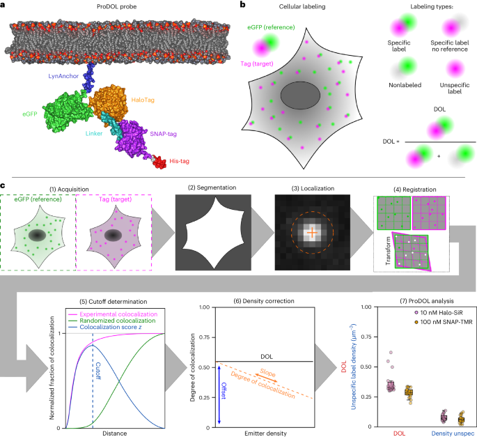 ProDOL: a general method to determine the degree of labeling for staining optimization and molecular counting