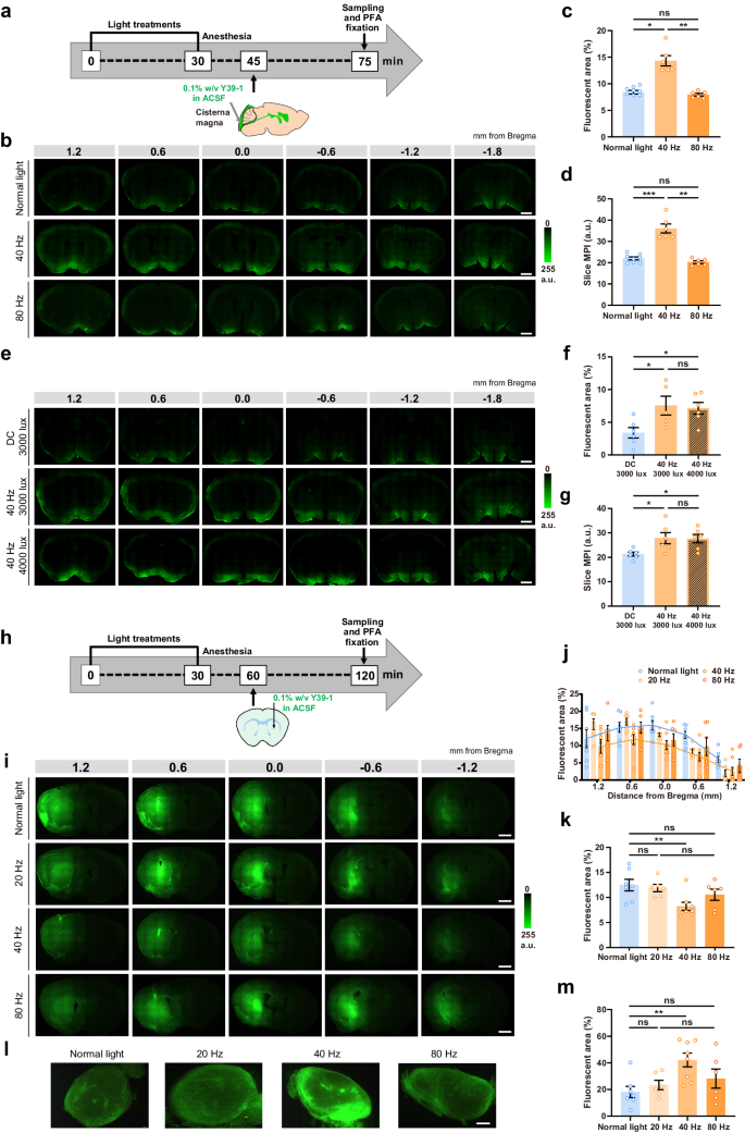 40 Hz light flickering facilitates the glymphatic flow via adenosine signaling in mice.