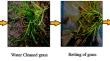 Conversion of finger millet husk waste as biosilica functional filler for Digitaria ischaemum fibre-epoxy composite: fatigue, creep, and flame retardant behaviour